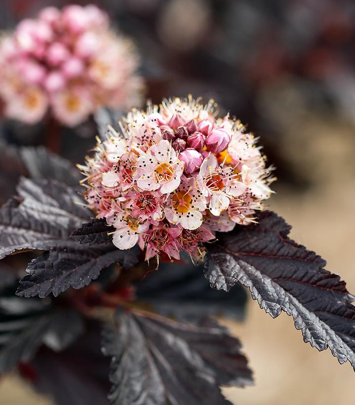 Physocarpus opulifolius Fireside®