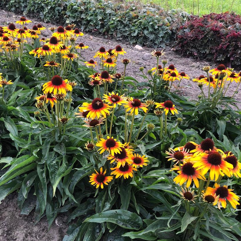 Echinacea hybrida Fine Feathered™ 'Parrot' Parrot Coneflower from