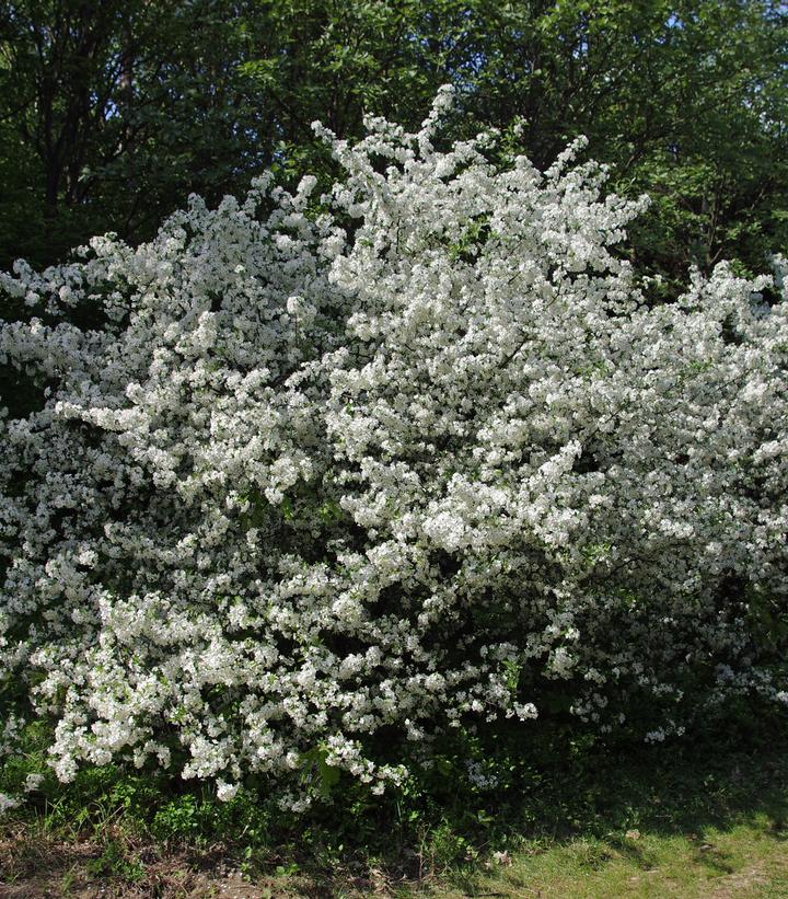 Malus sargentii 