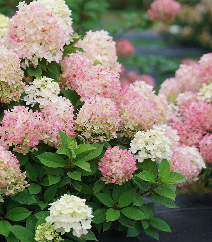 Image of Full shot of Firelight Tidbit Hydrangea in bloom