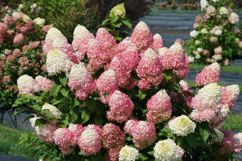 Hydrangea Pan Quick Fire Fab Quick Fire Fab Panicle Hydrangea From Prides Corner Farms