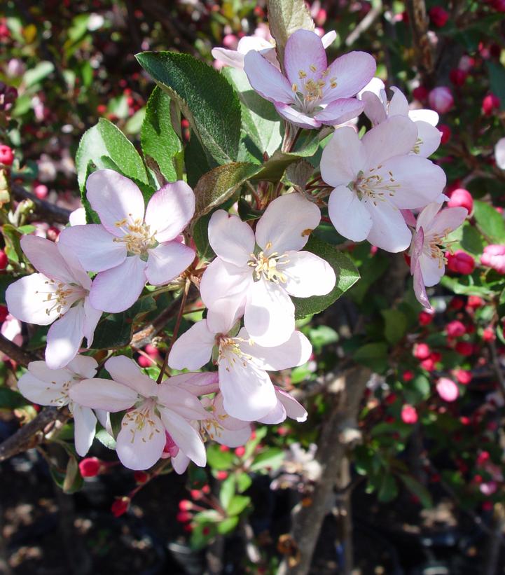 Malus X Camzam (Camelot)