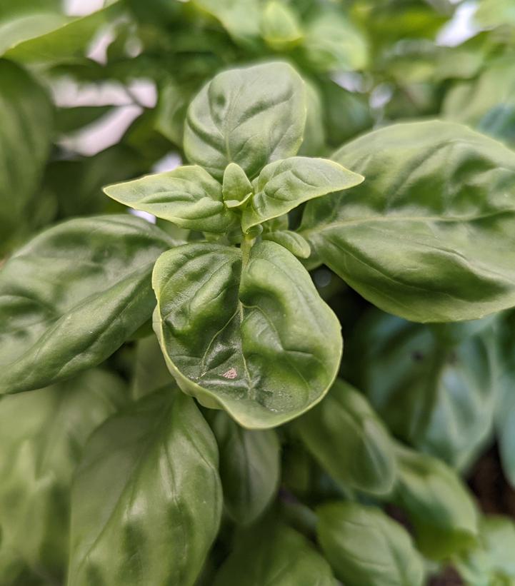 Ocimum basilicum 'Everleaf Genovese'