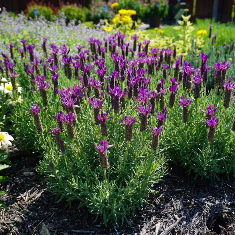 Spanish Lavender (Lavandula stoechas)