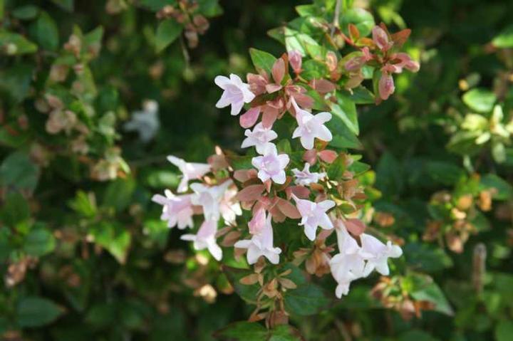 Abelia 'Edward Goucher'