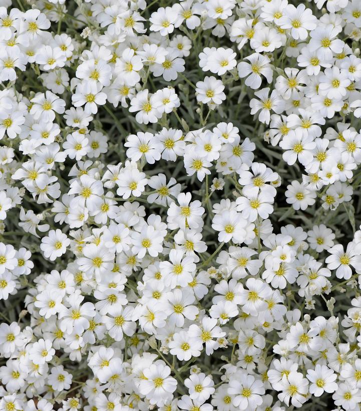 Image of Cerastium yoyo white flowers