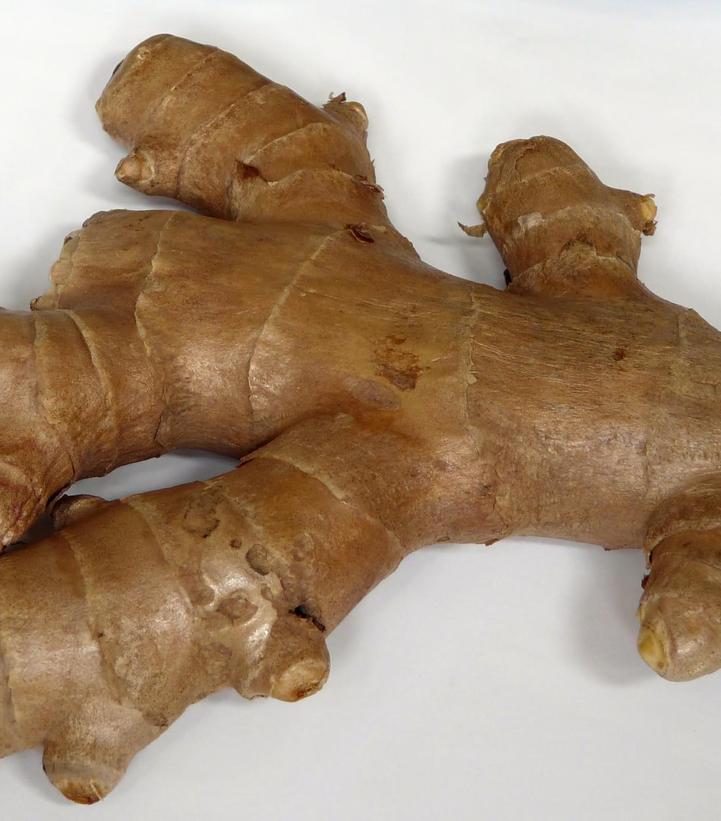 Zingiber officinale Common Ginger from Prides Corner Farms