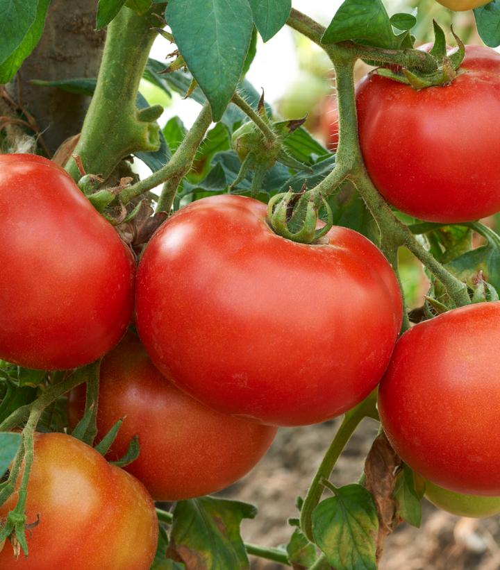 Tomato 'Jamestown' (Slicer)