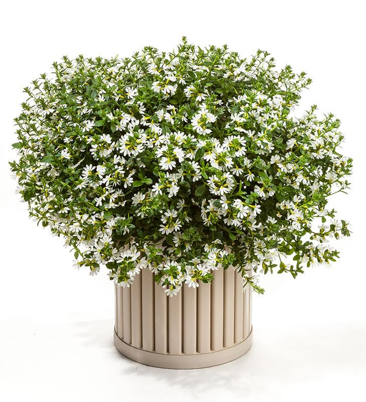 Scaevola Scampi White