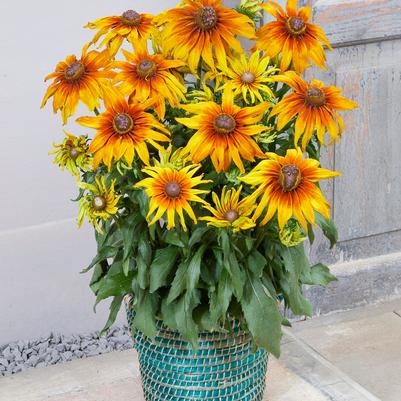 Echibeckia “Summerina” Echinacea x Rudbeckia Cross Seed 