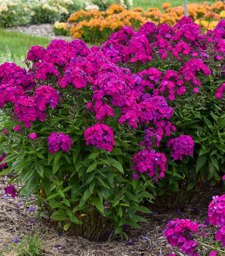 Phlox paniculata Luminary™ 'Ultraviolet'