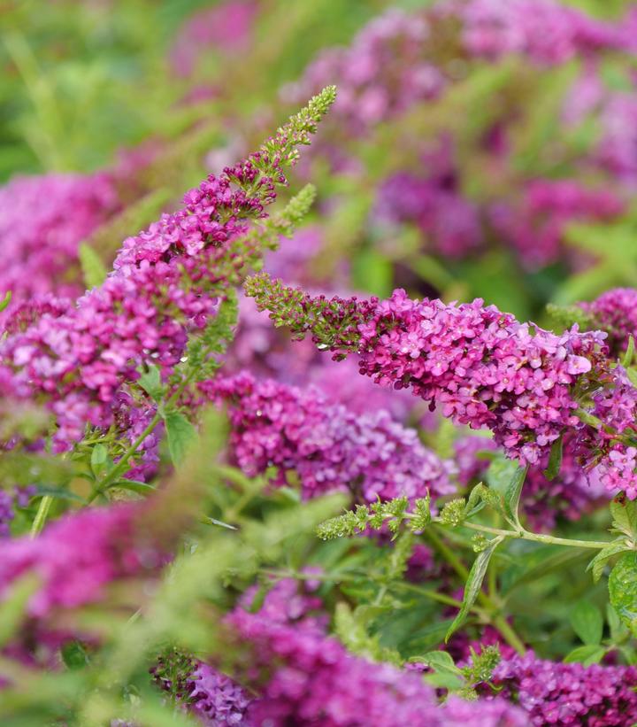 Buddleia Lo & Behold Ruby Chip®