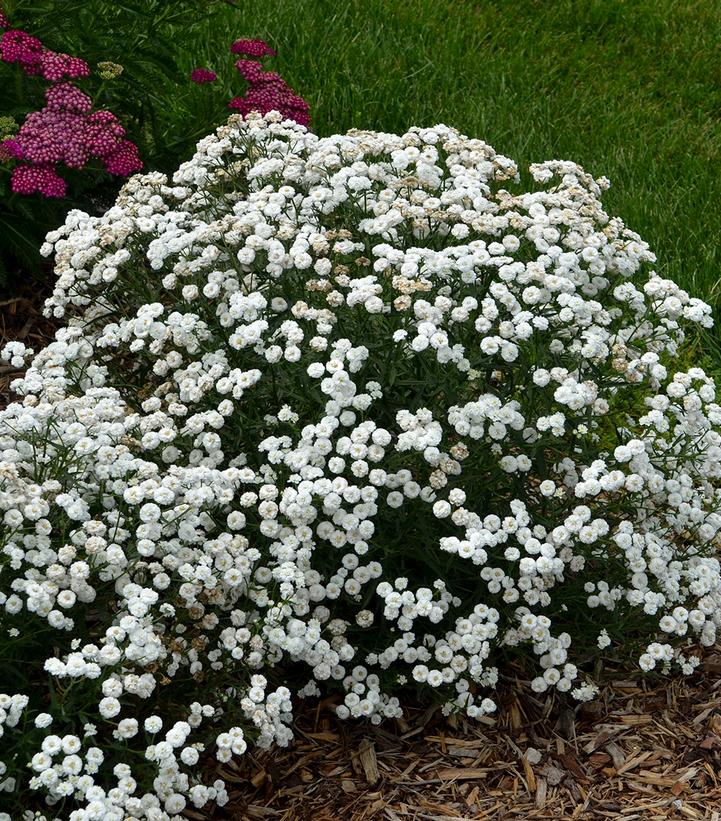 Achillea ptarmica 'Peter Cottontail'