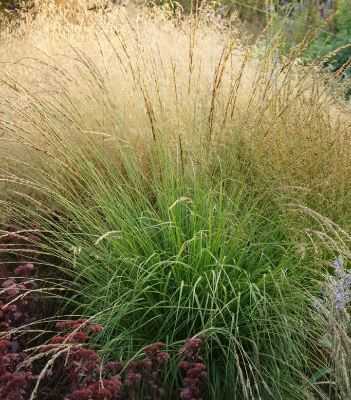Molinia 'Whirlwind' Whirlwind Purple Moor Grass from Prides Corner Farms