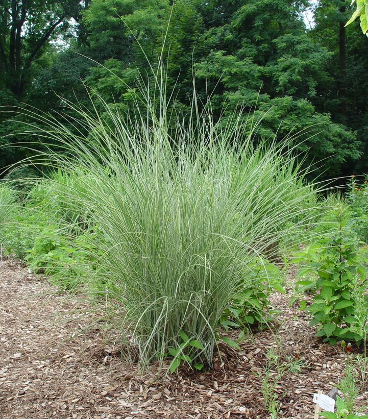 Miscanthus sinensis Morning Light