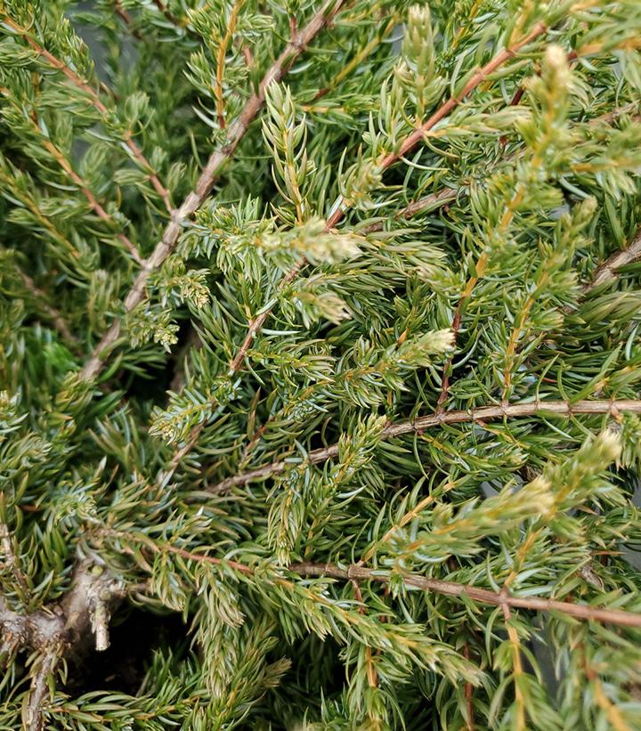 Juniperus communis Alpine Carpet®