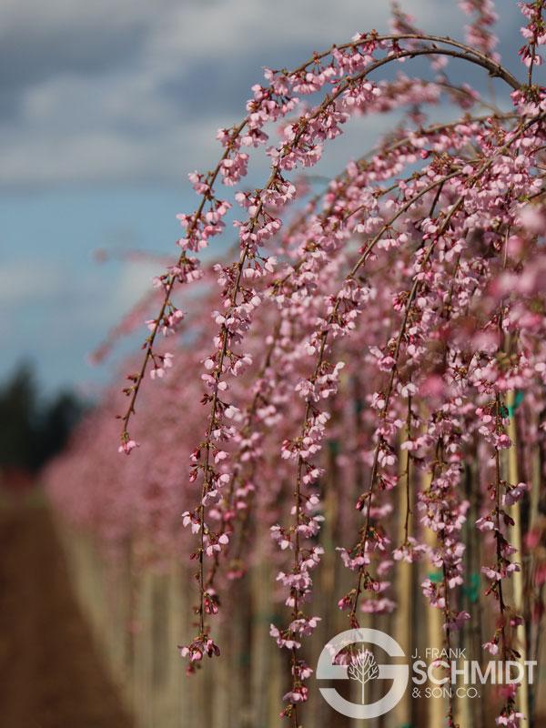 Prunus Pink Cascade®