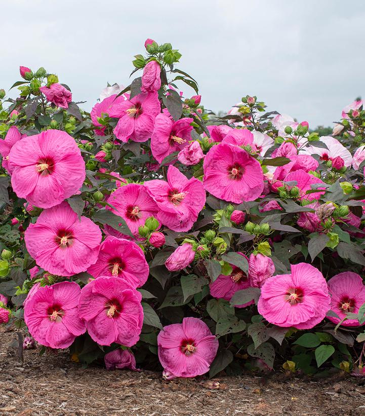 Hibiscus Moscheutos Head Over Heels Passion Head Over Heels Passion Hibiscus From Prides 