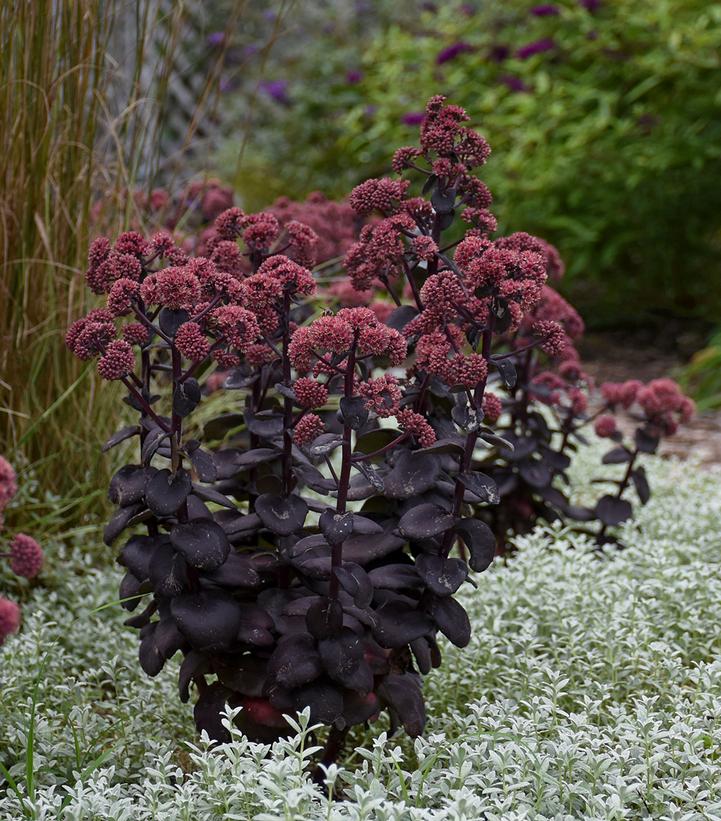 Sedum 'Night Embers'