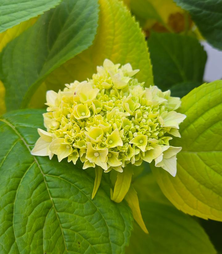 Hydrangea macrophylla 'Golden Penny'
