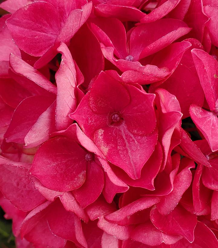 Image of Hydrangea Tuxedo Red in full bloom