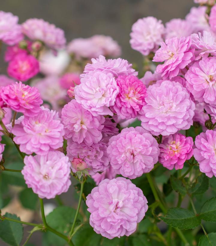 Rosa Pretty Polly® Lavender