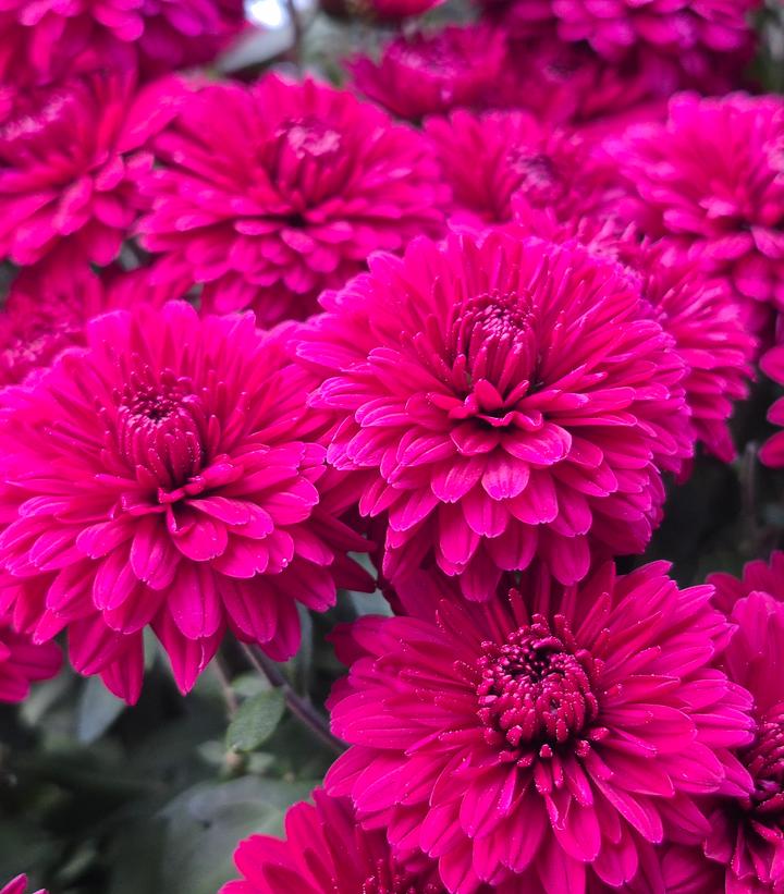 Chrysanthemum Purple