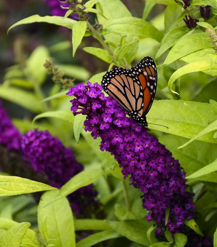 Buddleia Monarch® 'Crown Jewels' Crown Jewels Butterfly Bush from