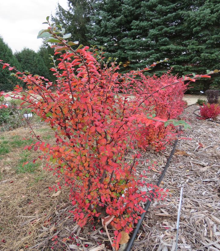 Cotoneaster lucidus x apiculatus Autumn Inferno®