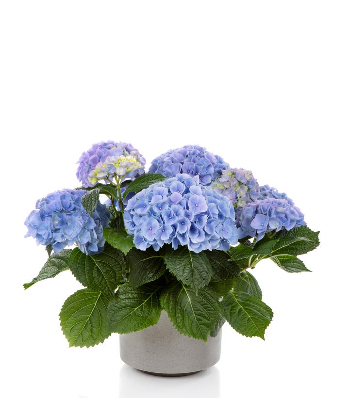 Image of Hi River Blue Hydrangea in full bloom