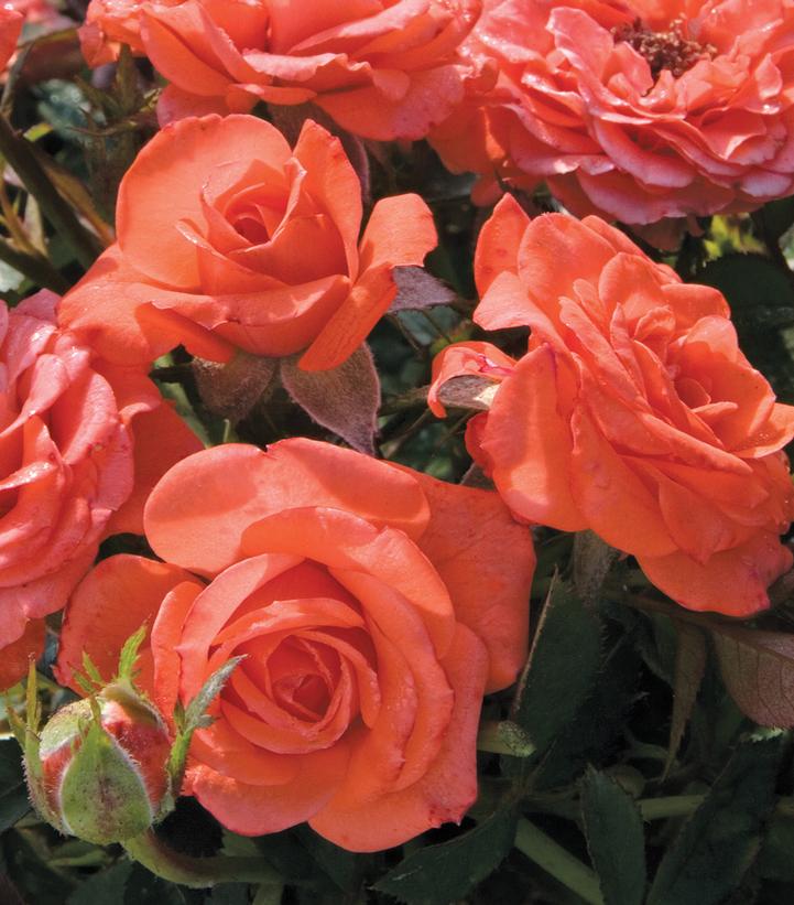 Rosa 'Salmon Sunblaze®' Salmon Sunblaze® Rose from Prides Corner Farms