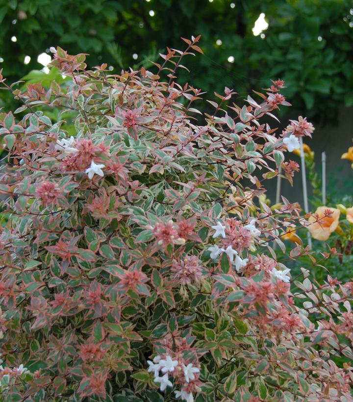 Abelia grandiflora Tres Amigos™