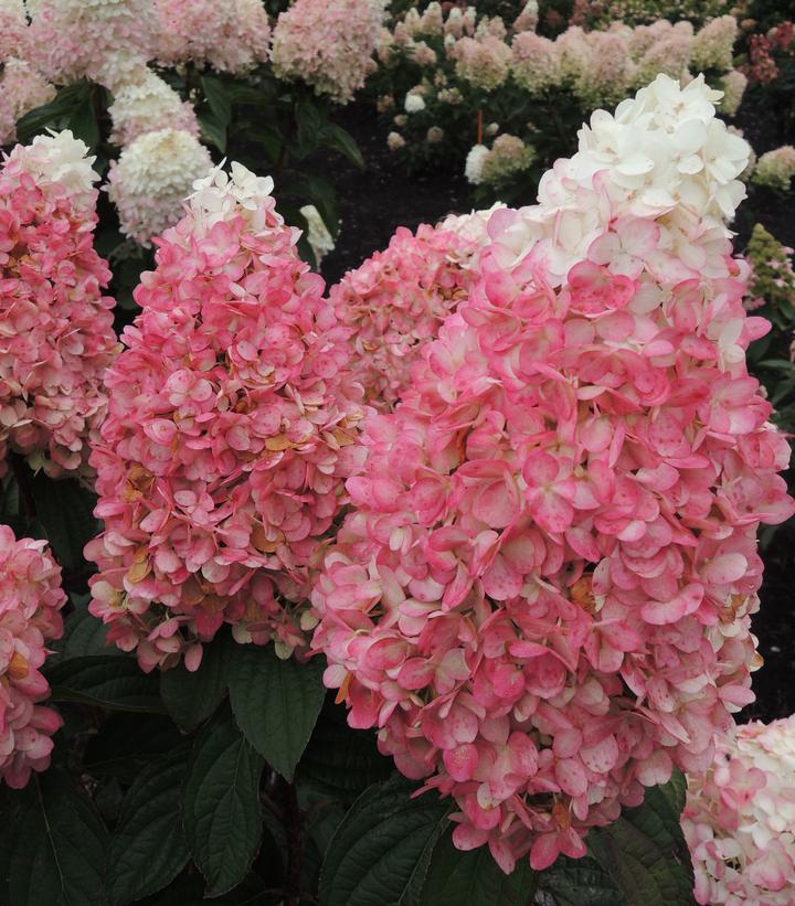 Hydrangea pan. Magical® Ruby Snow