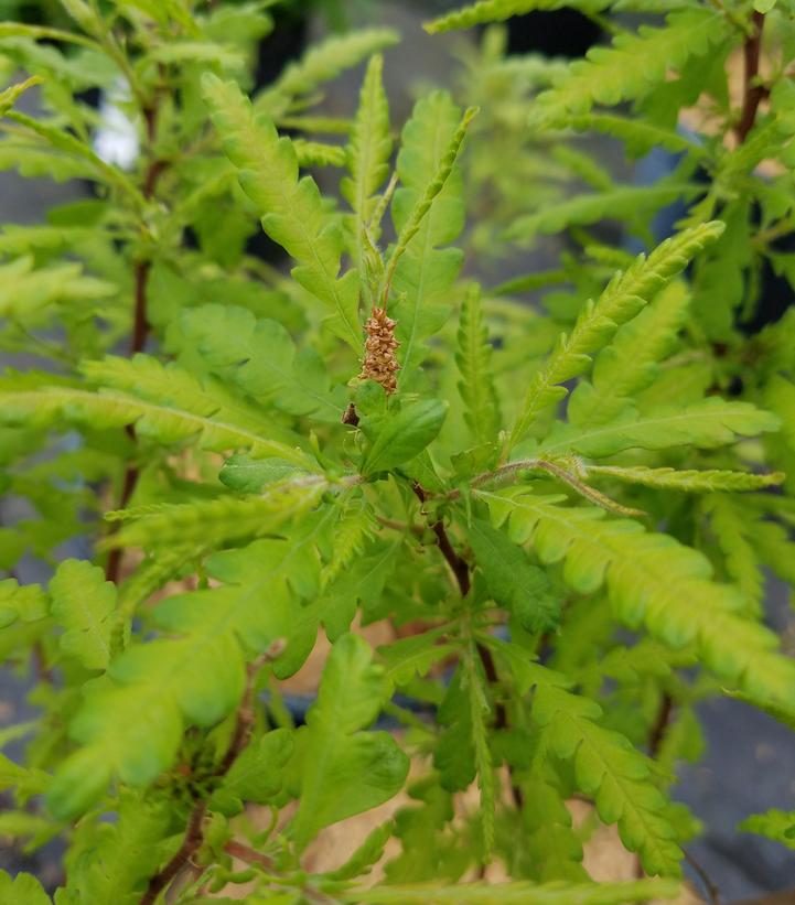 Comptonia peregrina NativeStar® 'Blue Sea'