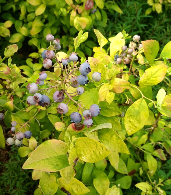 Vaccinium corymbosum Sky Dew™ Gold