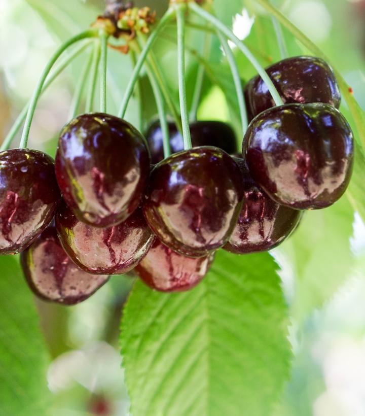 Prunus Sam Sweet Cherry from Prides Corner Farms