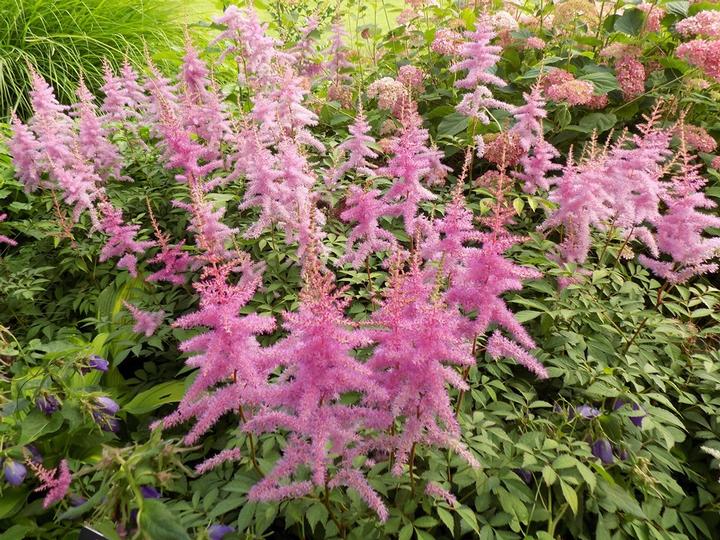 Astilbe Arendsii Cattleya Cattleya Astilbe From Prides Corner Farms Astilbe Arendsii Cattleya Cattleya Astilbe From Prides Corner Farms