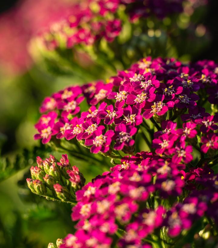 Achillea millefolium Milly Rock™ Rose Yarrow from Prides Corner Farms