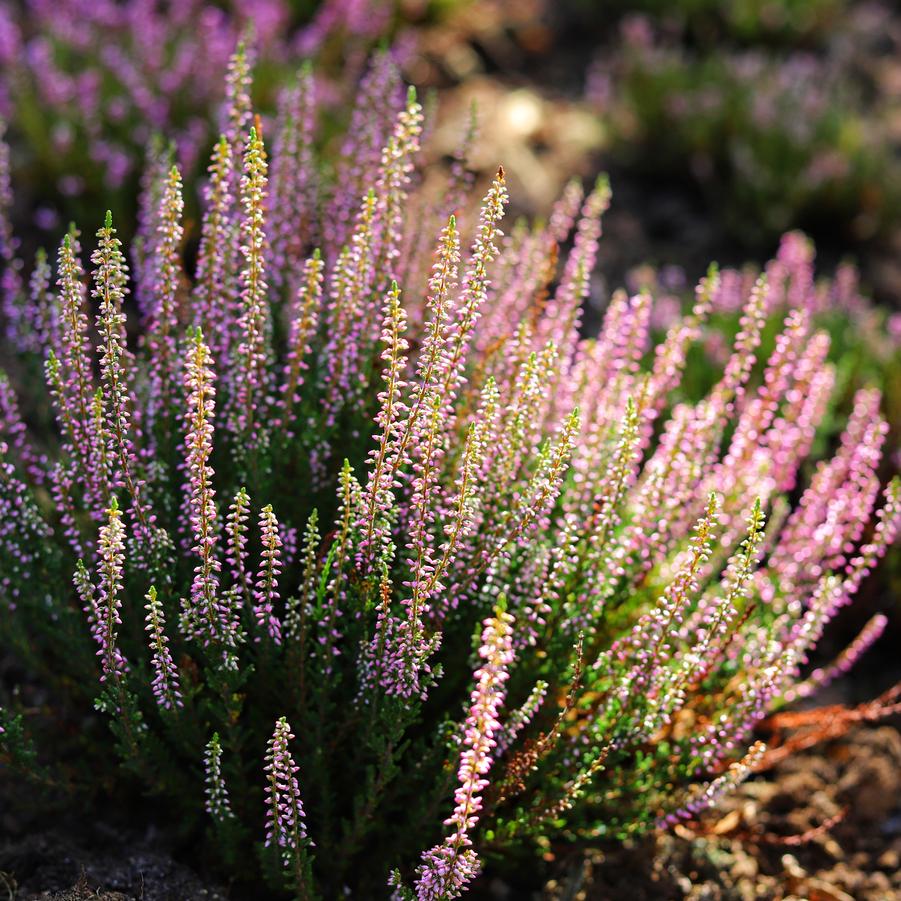 Calluna Vulgaris Scotch Heather From Prides Corner Farms Calluna Vulgaris Scotch Heather From Prides Corner Farms