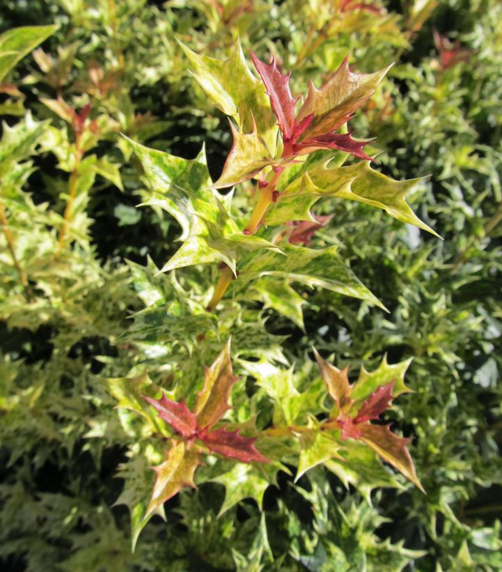 Osmanthus heterophyllus Goshiki