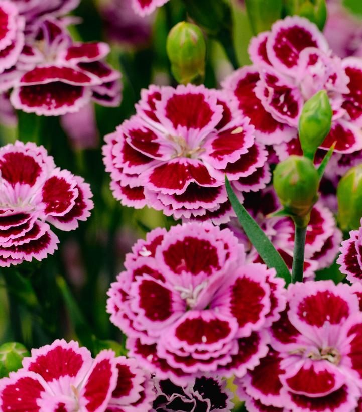 Carnations Bicolor Red and White