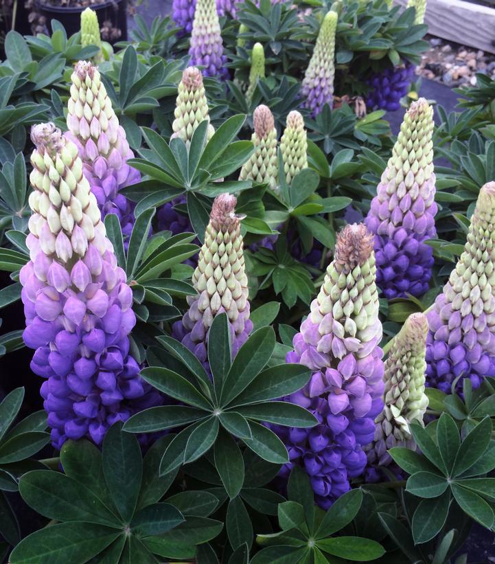 Lupinus polyphyllus West Country™ 'Persian Slipper'