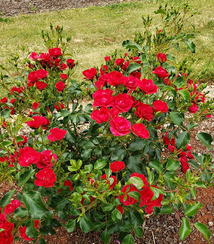 Rosa Flower Carpet Mini Cherry Rose From Prides Corner Farms