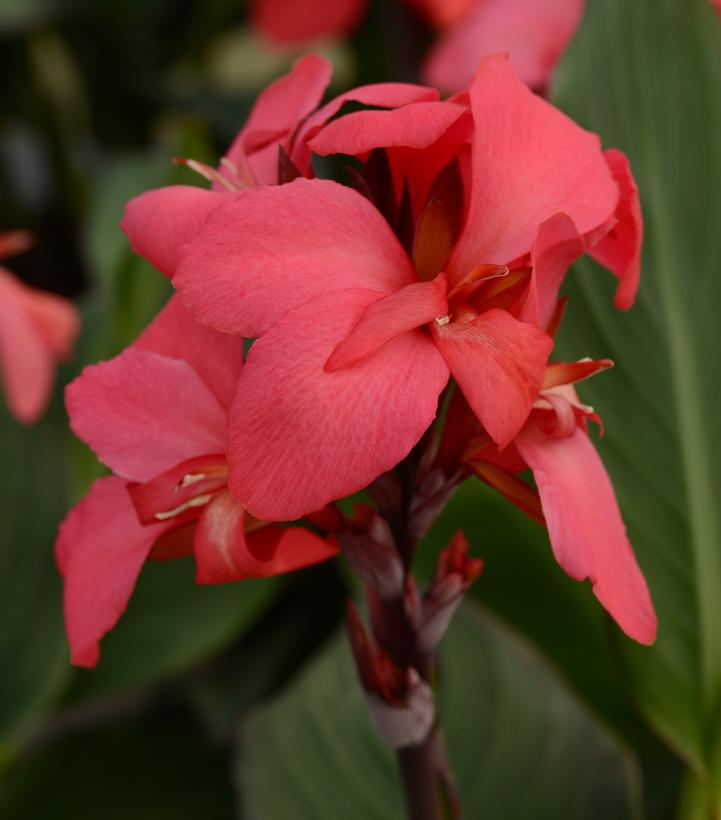 Canna Cannova® Rose