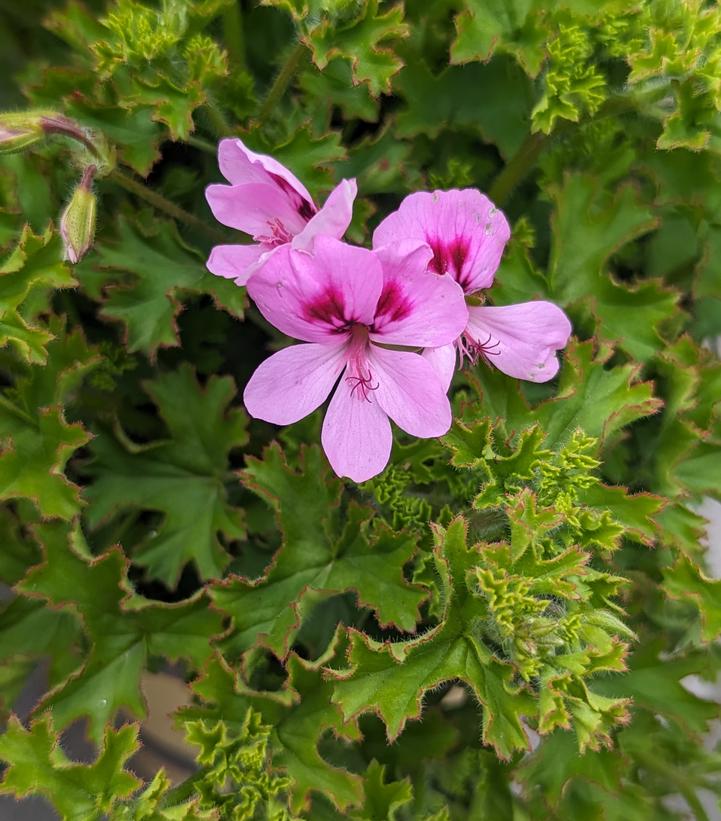 Pelargonium 'Lemona' Lemon Scented Geranium from Prides Corner Farms