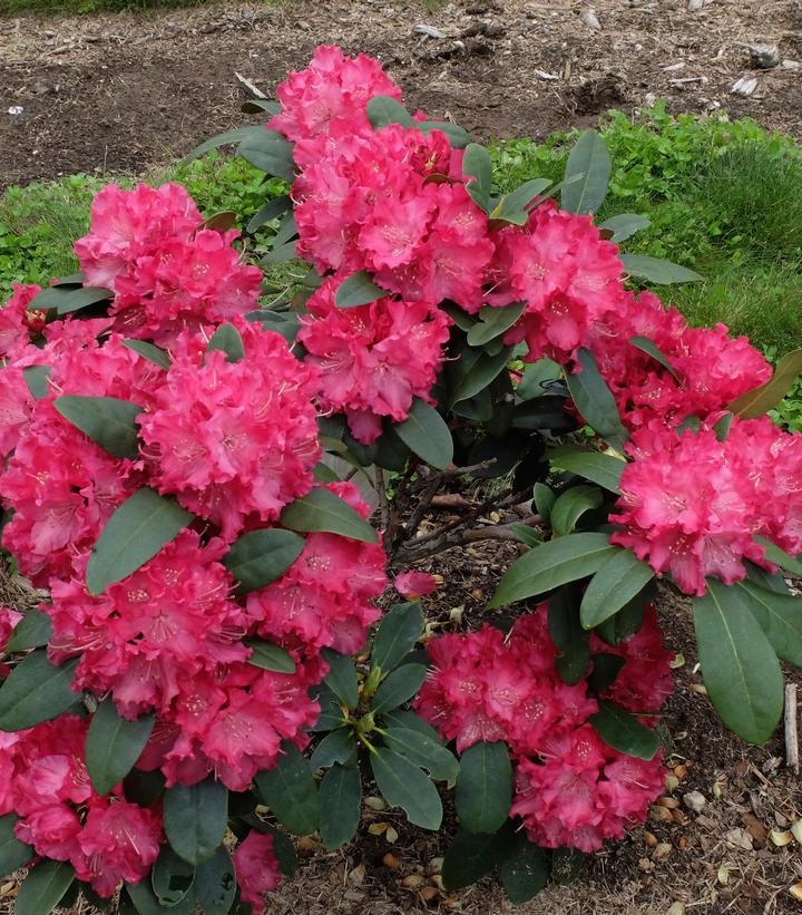 Rhododendron Holden's™ Red