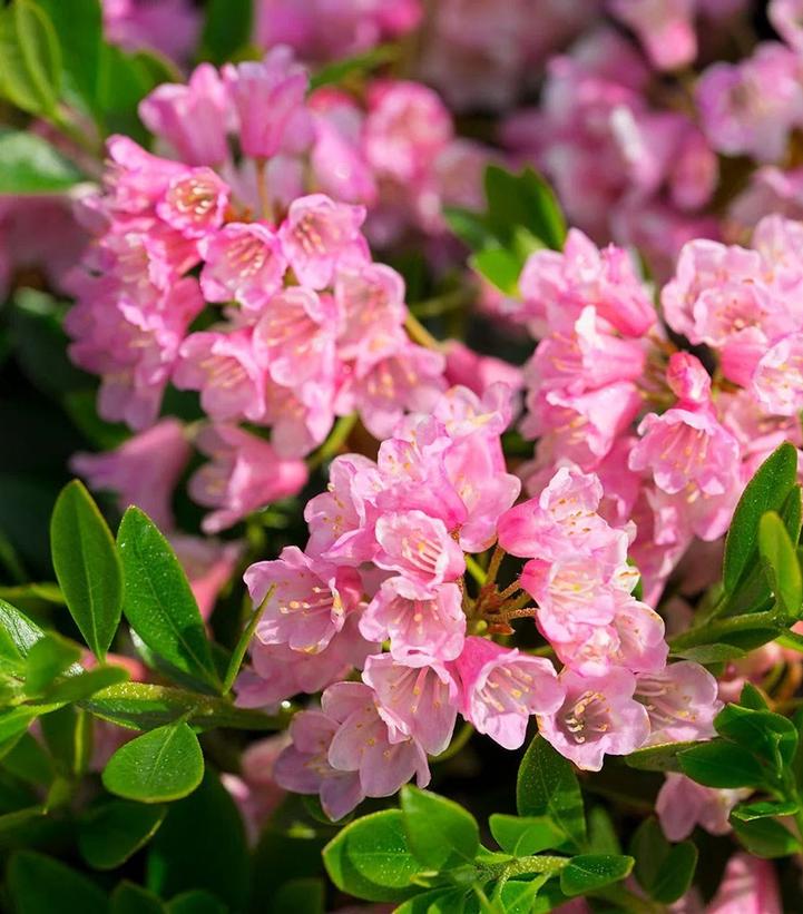 Rhododendron micrantha Bloombux® Magenta