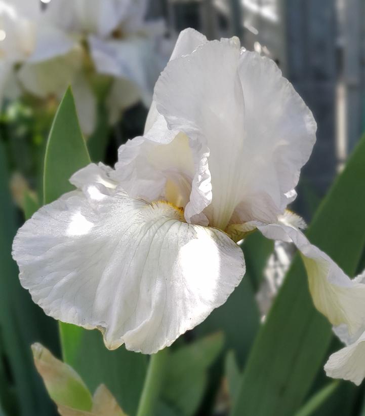 Iris germanica 'Renown'