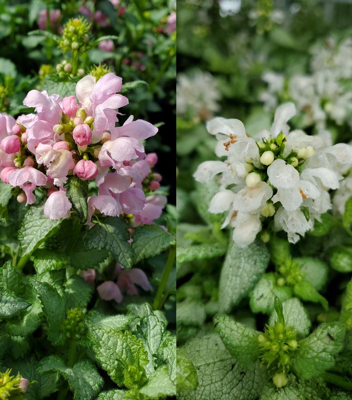 Lamium Medley Mix