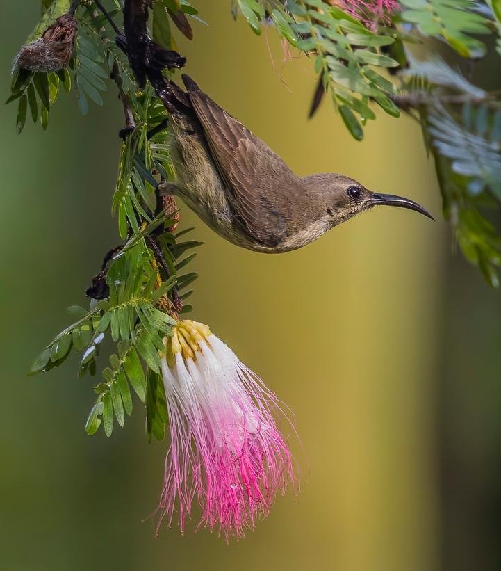 Albizia julibrissin 